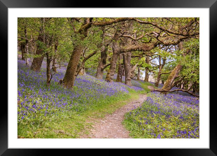  Land of the Bluebells Framed Mounted Print by Becky Dix