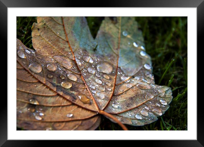  Raindrops. Framed Mounted Print by Becky Dix