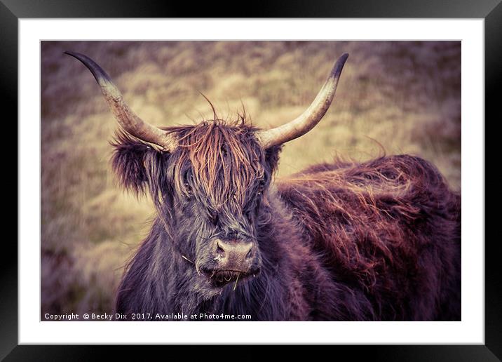 Larry the Longhorned Highland Cow! Framed Mounted Print by Becky Dix