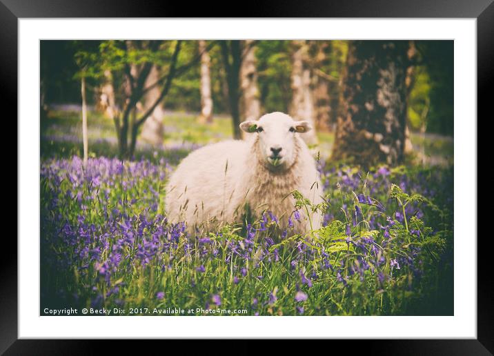 Amongst the Bluebells 1. Framed Mounted Print by Becky Dix
