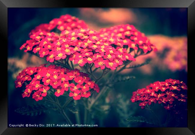 Red Yarrow. Framed Print by Becky Dix
