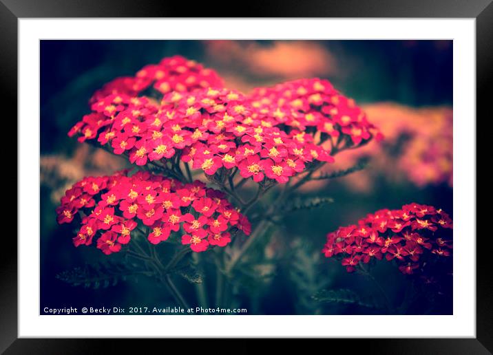 Red Yarrow. Framed Mounted Print by Becky Dix