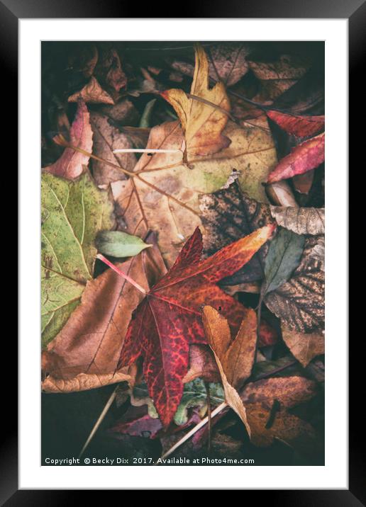 Autumn Leaves. Framed Mounted Print by Becky Dix