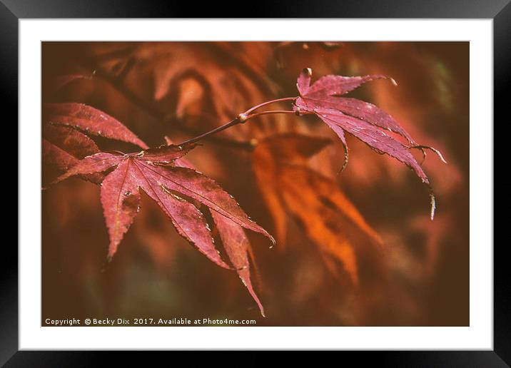 The Japanese Maple. Framed Mounted Print by Becky Dix