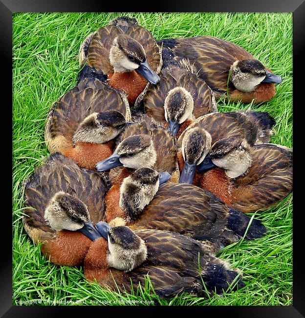 White faced whistling ducks Framed Print by Ciara Hegarty