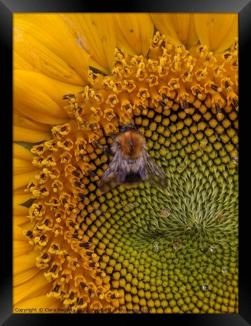Bee happy Framed Print by Ciara Hegarty