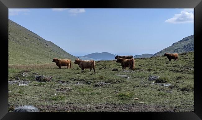 Highland herd Framed Print by Ciara Hegarty