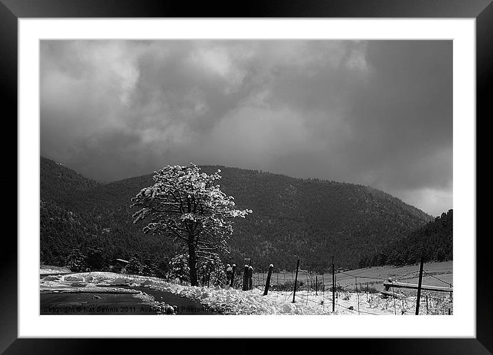 Lonely Snow Tree Framed Mounted Print by Kat Dennis