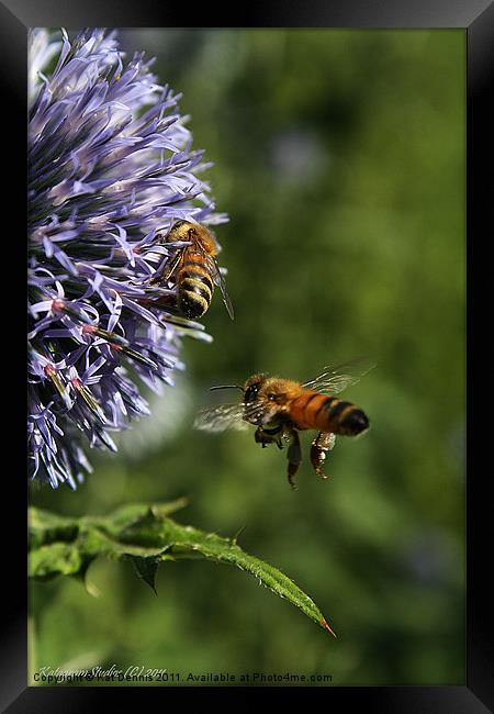 Bee In Flight Framed Print by Kat Dennis