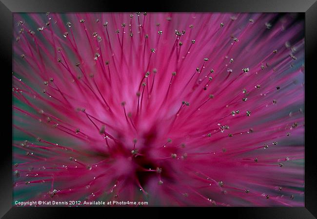 Macro Pink Bottle Brush Flower Framed Print by Kat Dennis