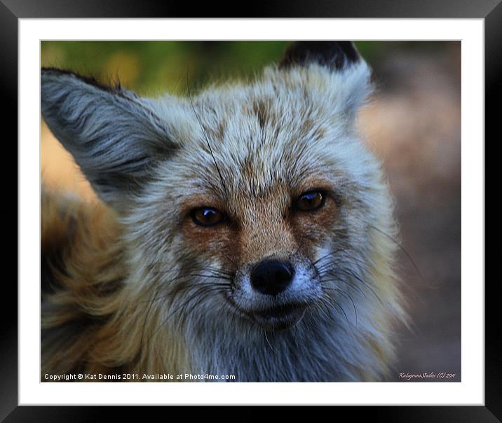 North American Red Fox Framed Mounted Print by Kat Dennis
