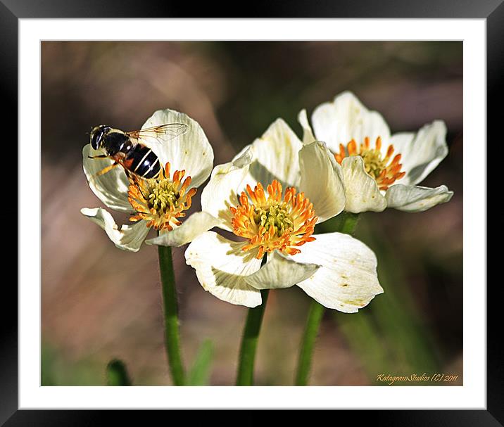 Three with a bee Framed Mounted Print by Kat Dennis