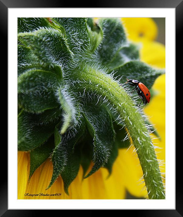 A different side Framed Mounted Print by Kat Dennis