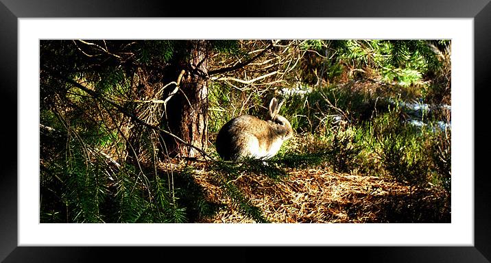 chilling Framed Mounted Print by Andrew Sheekey
