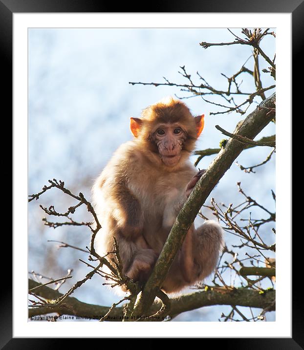 Year Old Barbary Monkey Framed Mounted Print by Elaine Whitby