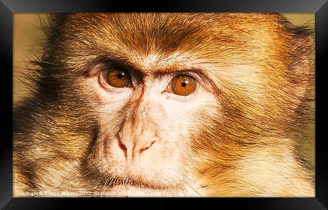 Face of a Monkey Framed Print by Elaine Whitby
