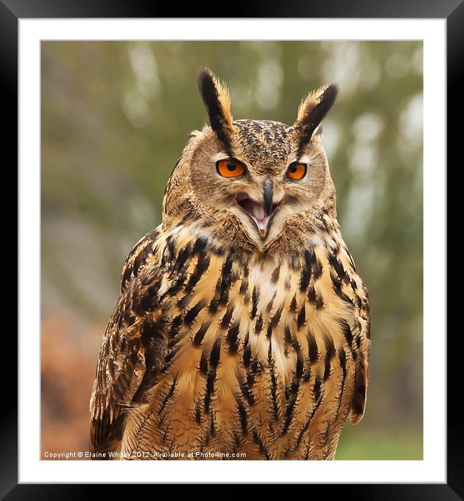 Eagle Owl Framed Mounted Print by Elaine Whitby