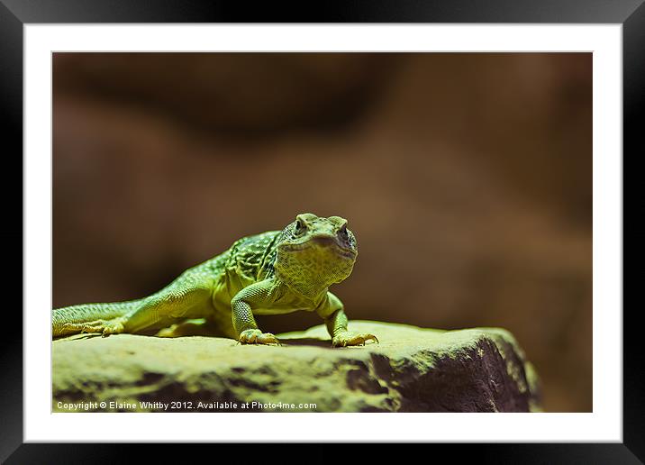 Green Lizard Framed Mounted Print by Elaine Whitby