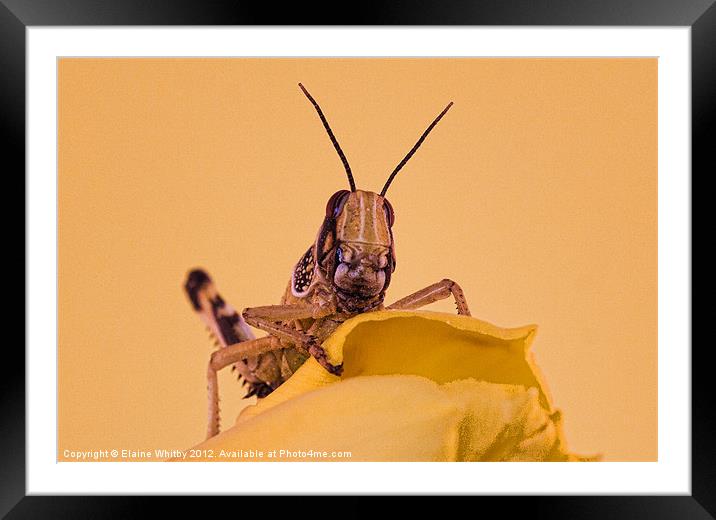 Locust Framed Mounted Print by Elaine Whitby