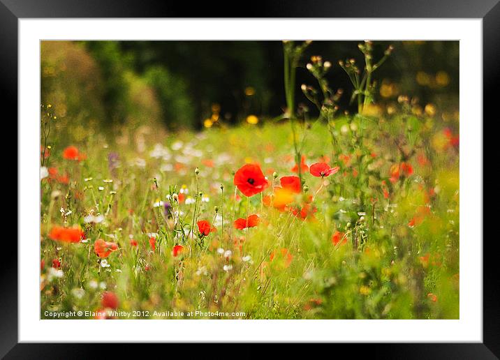 Summer Day in the Meadow Framed Mounted Print by Elaine Whitby
