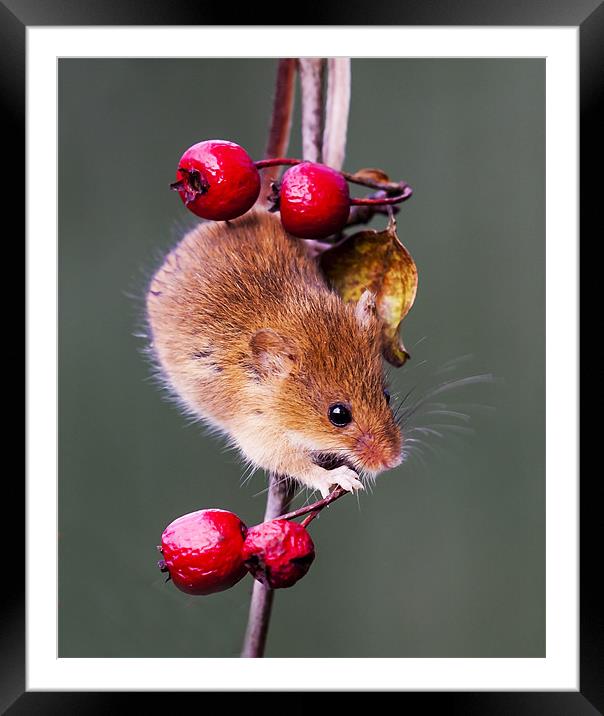 Harvest Mouse Framed Mounted Print by Elaine Whitby