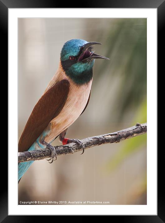 Bee Eater Framed Mounted Print by Elaine Whitby