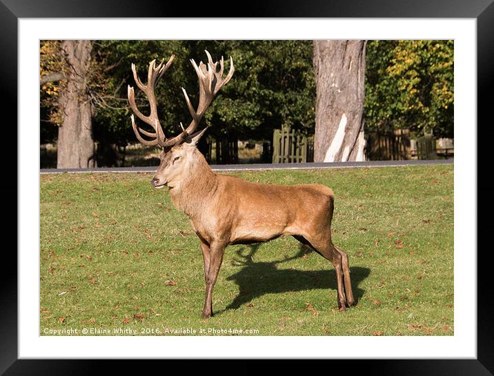 Red Stag in Busy Park Framed Mounted Print by Elaine Whitby