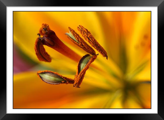 lilly close up Framed Print by Kraig Phillips