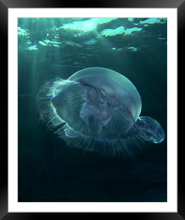 Moon Jellyfish Sharm el Sheikh. Framed Mounted Print by John Miller