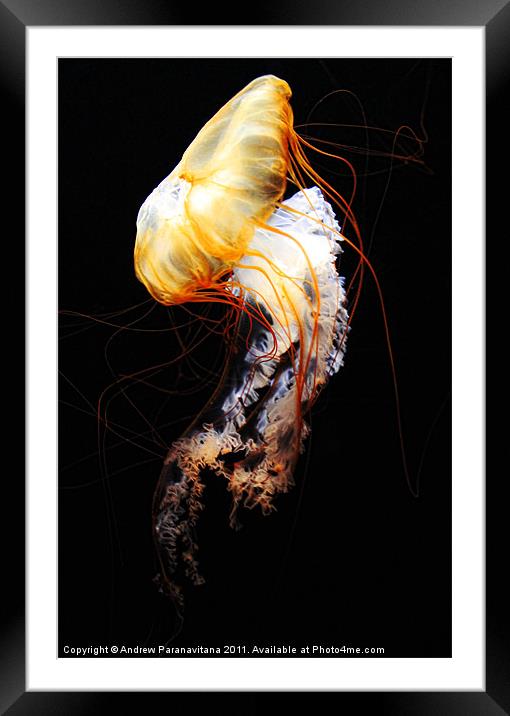 Enigma Framed Mounted Print by Andrew Paranavitana