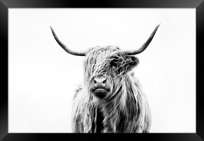 Portrait of a Highland Cow Framed Print by Dorit Fuhg