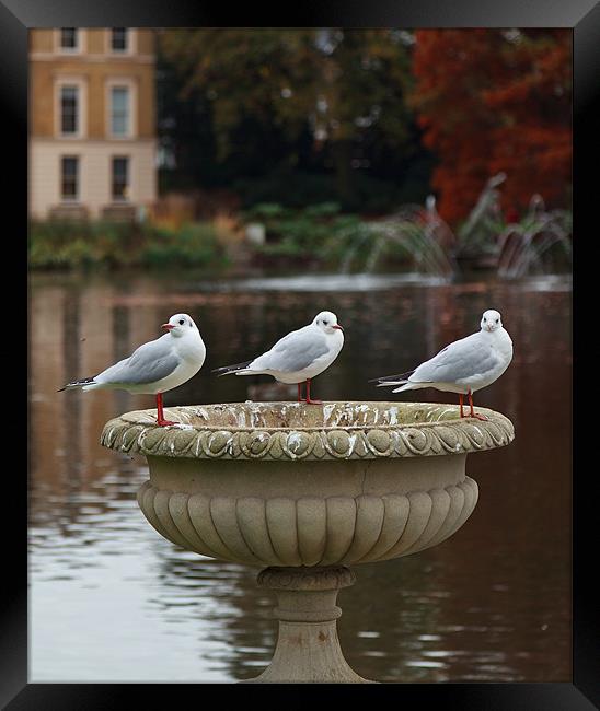 Three Gulls Framed Print by Richard Thomas