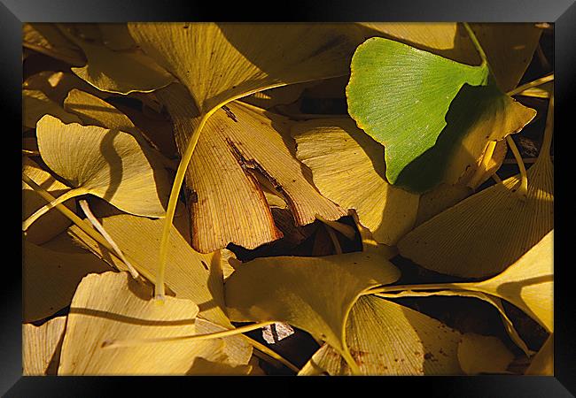 Green on Yellow Framed Print by Richard Thomas