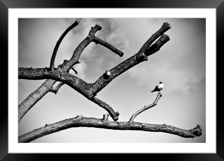 Bird on a Branch Framed Mounted Print by Richard Thomas