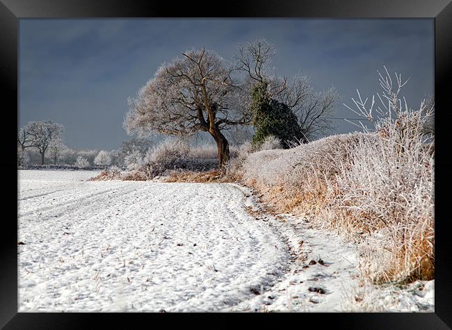 Winter Hedgerow Framed Print by Richard Thomas