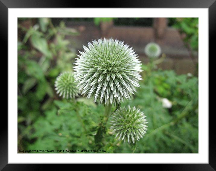 Seed head Framed Mounted Print by Trevor Worrall