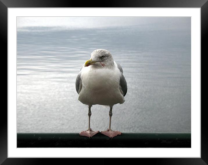 Seagull having a rest Framed Mounted Print by Trevor Worrall