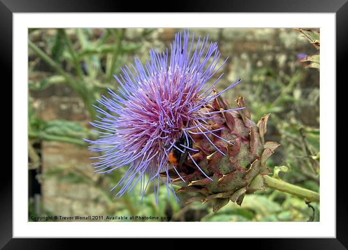 Busy Bee Framed Mounted Print by Trevor Worrall