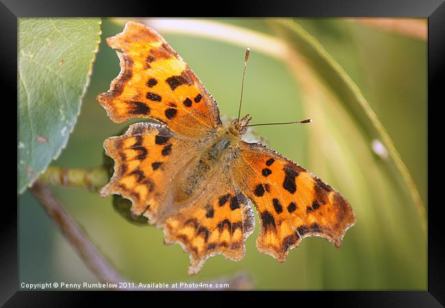 comma butterfly Framed Print by Elouera Photography