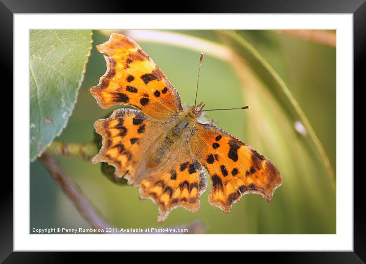 comma butterfly Framed Mounted Print by Elouera Photography