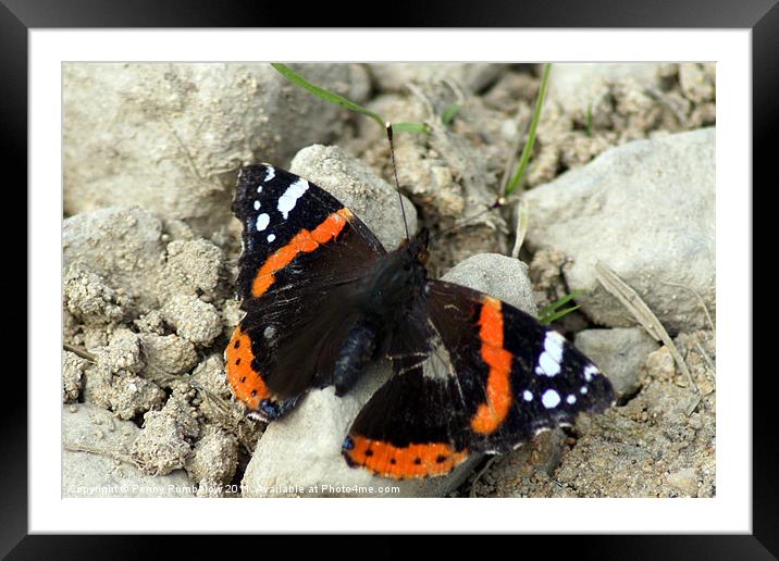 pretty as a butterfly Framed Mounted Print by Elouera Photography