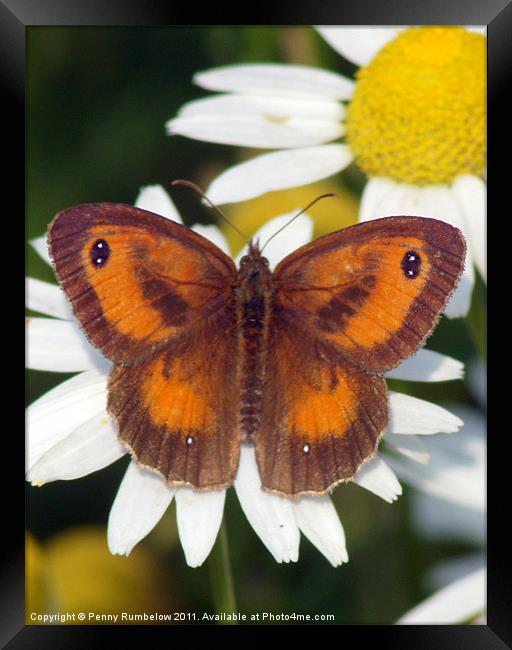 gatekeeper butterfly Framed Print by Elouera Photography