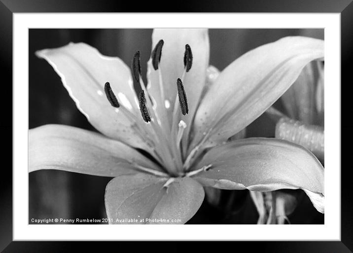 day lily Framed Mounted Print by Elouera Photography