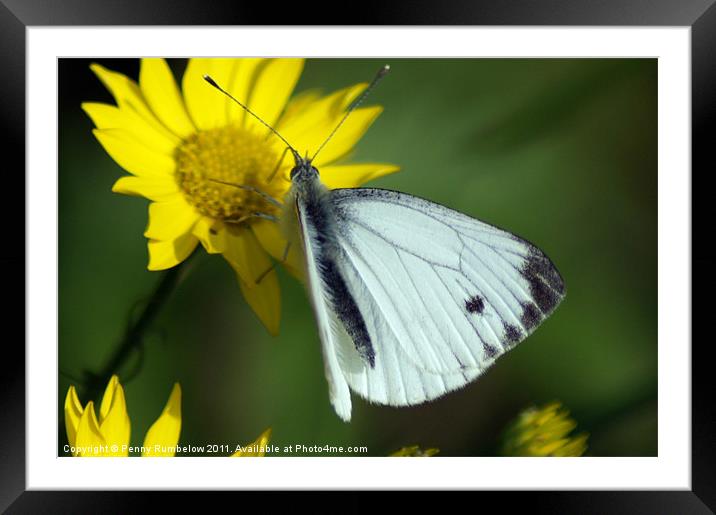 cabbage white Framed Mounted Print by Elouera Photography
