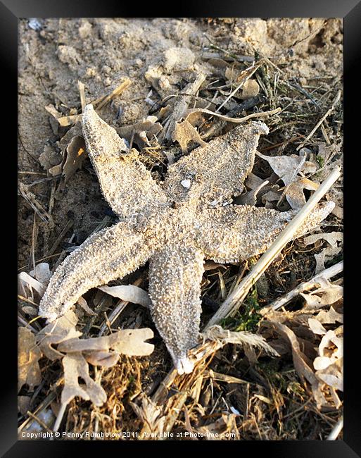 starfish Framed Print by Elouera Photography