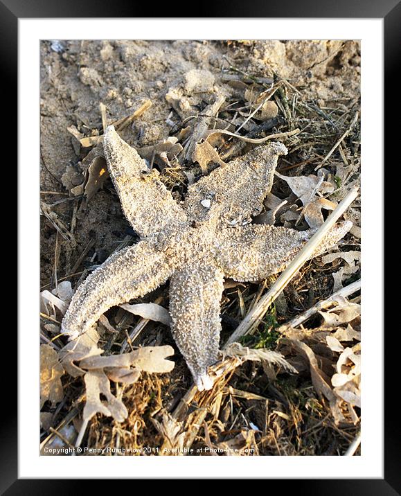 starfish Framed Mounted Print by Elouera Photography