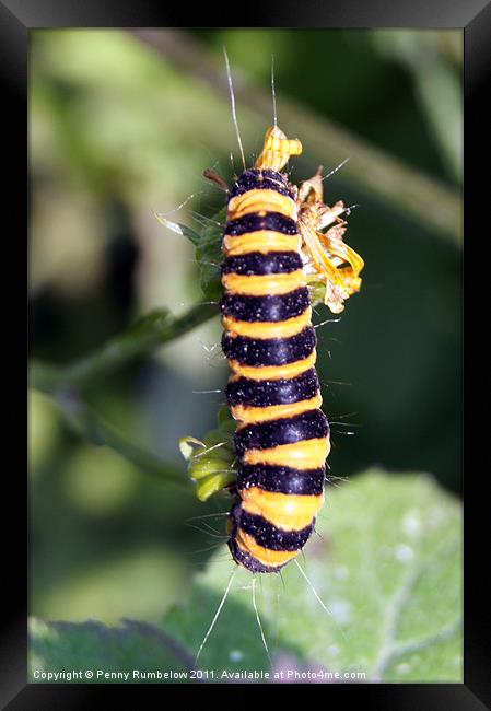 Cinnabar moth caterpillar Framed Print by Elouera Photography