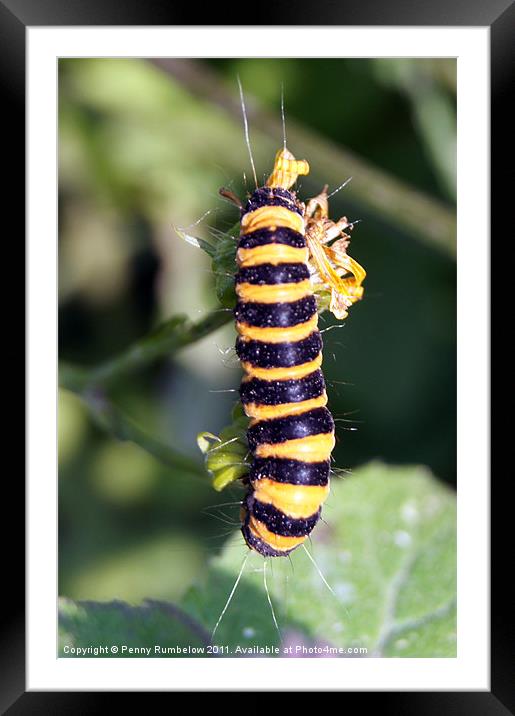 Cinnabar moth caterpillar Framed Mounted Print by Elouera Photography