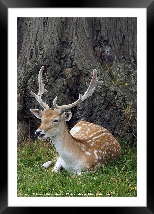 laughing fallow deer Framed Mounted Print by Elouera Photography