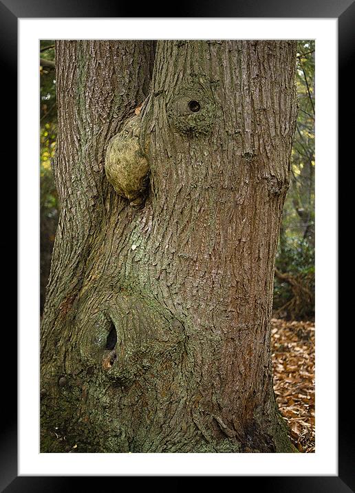 the whistling tree Framed Mounted Print by Elouera Photography